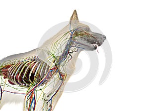 The canine anatomy