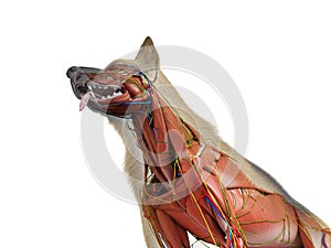 the canine anatomy