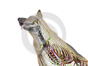 the canine anatomy