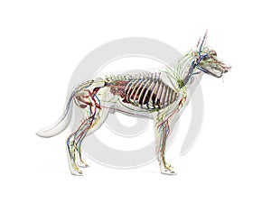 The canine anatomy photo