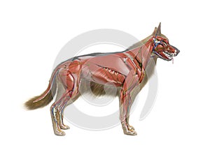 The canine anatomy photo