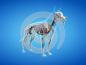 The canine anatomy photo