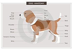 Canine anatomy illustration veterinary body parts name education manual vector horizontal orientation