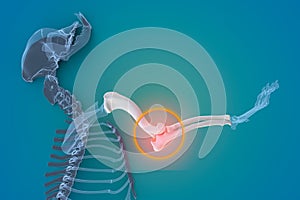 Canine Arthritis and Osteoarthritis joint inflammation