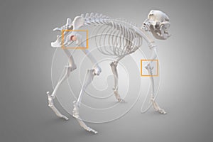 Canine Arthritis and Osteoarthritis joint inflammation photo