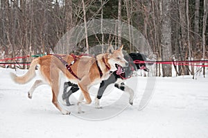 Canine Athletes Race By During Dog Sled Race