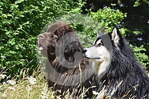 Canine Buddies Sitting Outside Together on a Hot Day