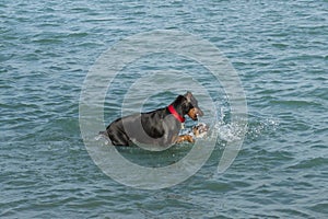 Canine bullying in a dog park retention pond