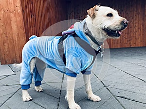 Canine Comfort: Fashionable Pooch in Blue