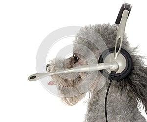 Canine Customer Service