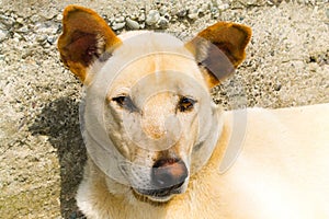 Canine dog close up, dog eyes, wolf eyes