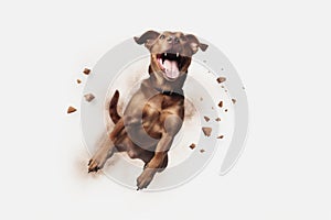 animal dog doggy cute canino background jump fly purebred white pet. Generative AI. photo