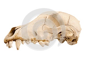 Canine dog skull