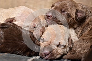 Canine dream photo