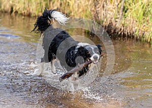 dog playing with a stick in a river, with grass in the background photo