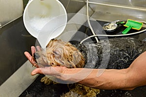 Canine hairdresser in a beauty clinic with dog