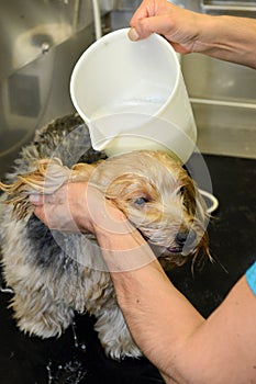 Canine hairdresser in a beauty clinic with dog