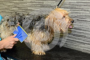 Canine hairdresser in a beauty clinic with dog