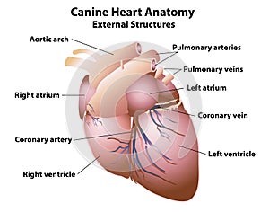 Canine Heart Anatomy External Structures