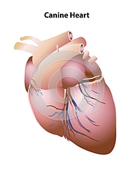 Canine Heart External Structures and Features photo