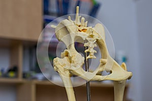 Canine hip dysplasia mold and blurred background