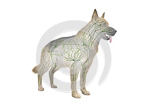 The canine lymphatic system