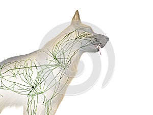 the canine lymphatic system