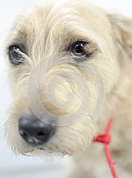 Canine Ocular Dermoid, hair growing on eyeball