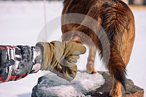 Canine paw. The legs of the dog. Home Pitolmets stands on its feet. Take the pet's paw