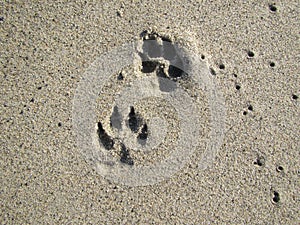 Canine paw prints in beach sand