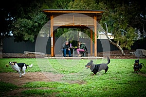 Canine Playtime at Dusk