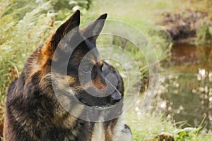 Canine profile on a forest background