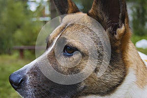 Canine profile on a forest background