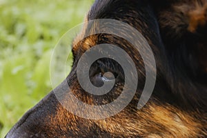 Canine profile on a forest background