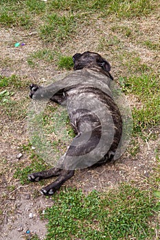 Canine Repose: A Dog's Leisure in the Grass