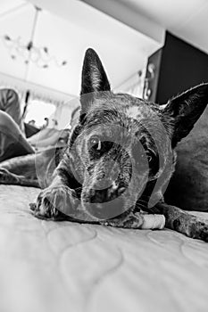 Canine Repose: A Study in Monochrome
