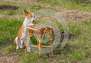 Canine rest in a garden