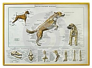 Canine skeletal anatomy