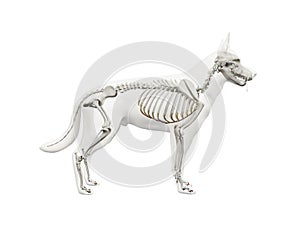 the canine skeleton