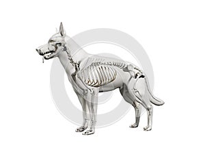 The canine skeleton