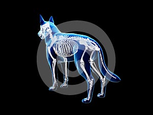 The canine skeleton