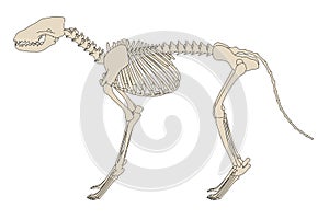 Canine skeleton