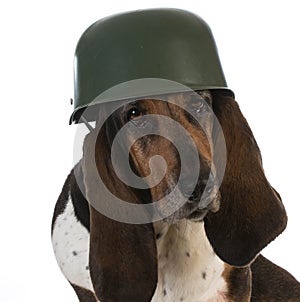 Canine soldier