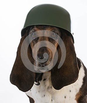 Canine soldier photo
