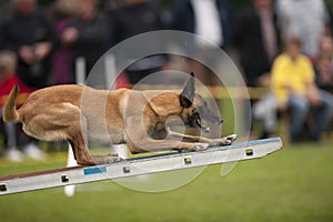 Canine sport