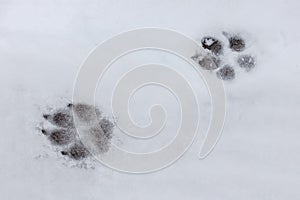 Canine tracks