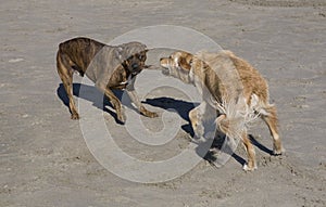 Canine tug-of-war