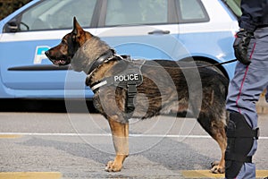 Canine Unit of the police for the detection of explosive material