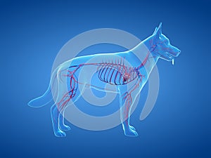 the canine vascular system