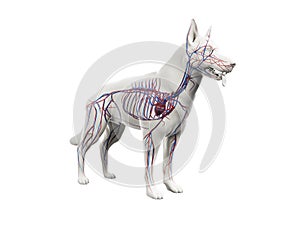 The canine vascular system